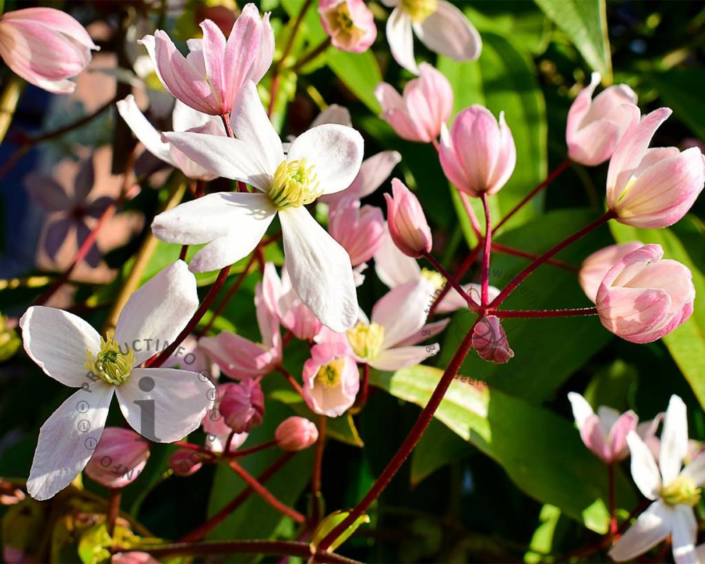 CLEMATIDE CLEMATIS HENDERSONII RUBRA VASO 16CM
