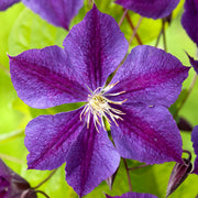CLEMATIDE CLEMATIS JACKMANII STAR OF INDIA VASO 16CM