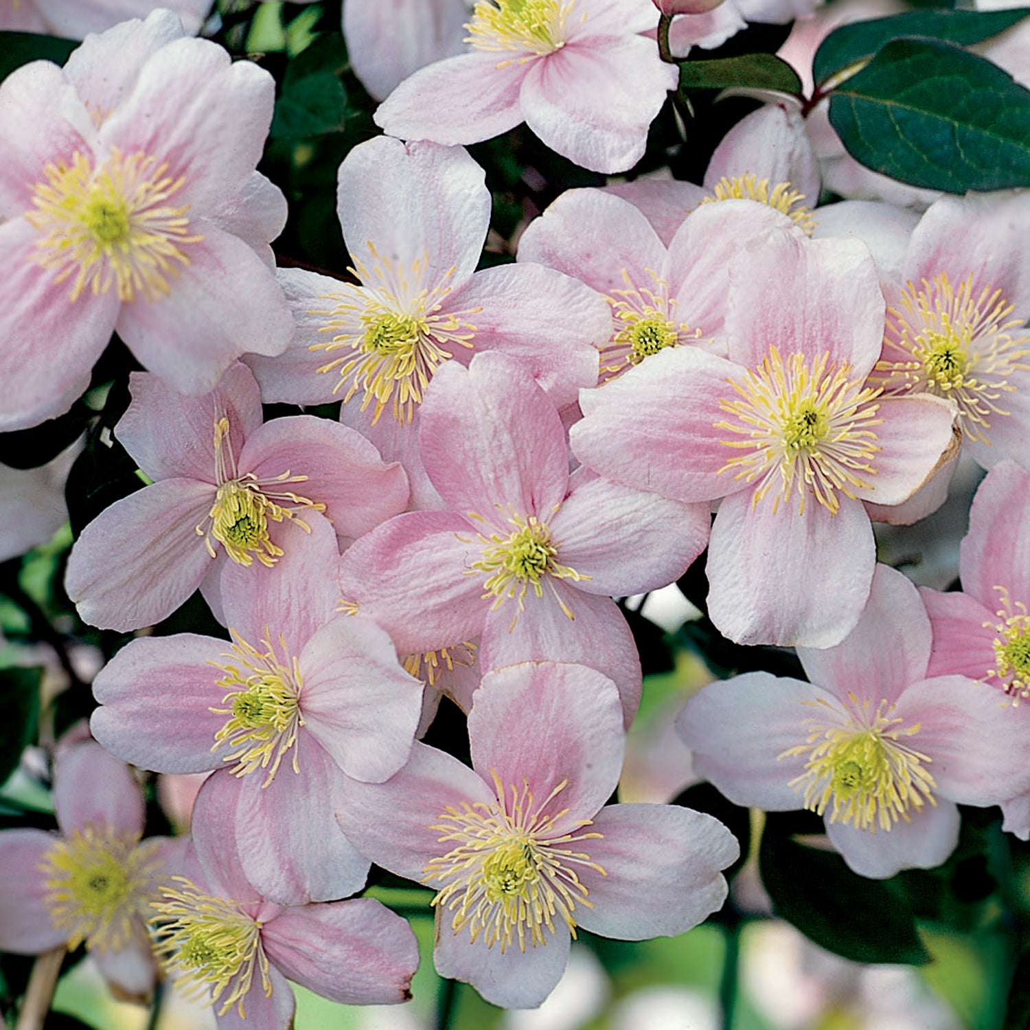 CLEMATIDE MONTANA PINK PERFECTION IN VASO 14CM