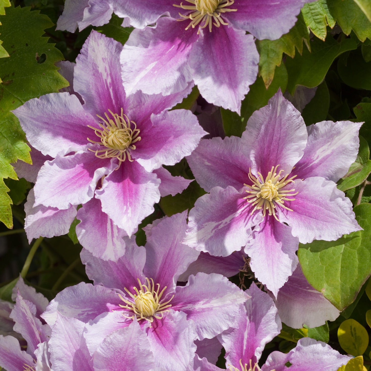 CLEMATIS  PIILU IN VASO 15CM