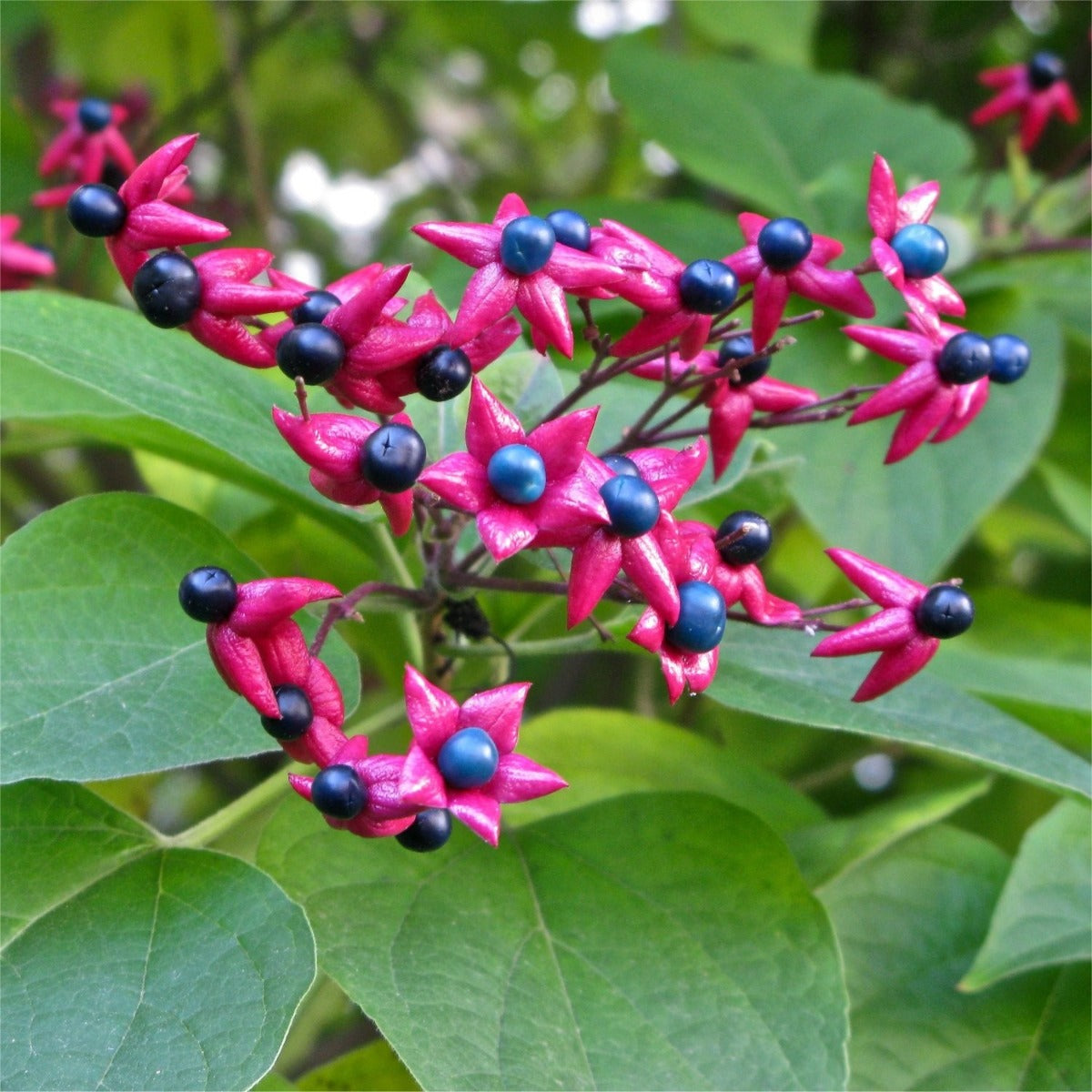 CLERODENDRUM TRICHOTOMUM PURPLE BLAZE VASO 17CM