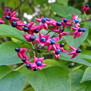 CLERODENDRUM TRICHOTOMUM PURPLE BLAZE VASO 17CM