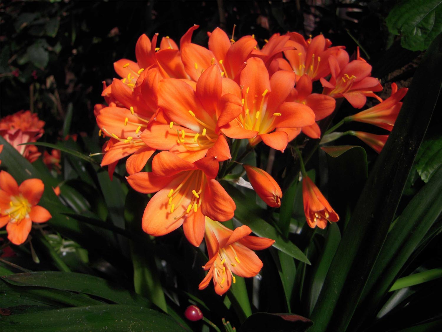 CLIVIA MINIATA ARANCIONE IN VASO 15CM