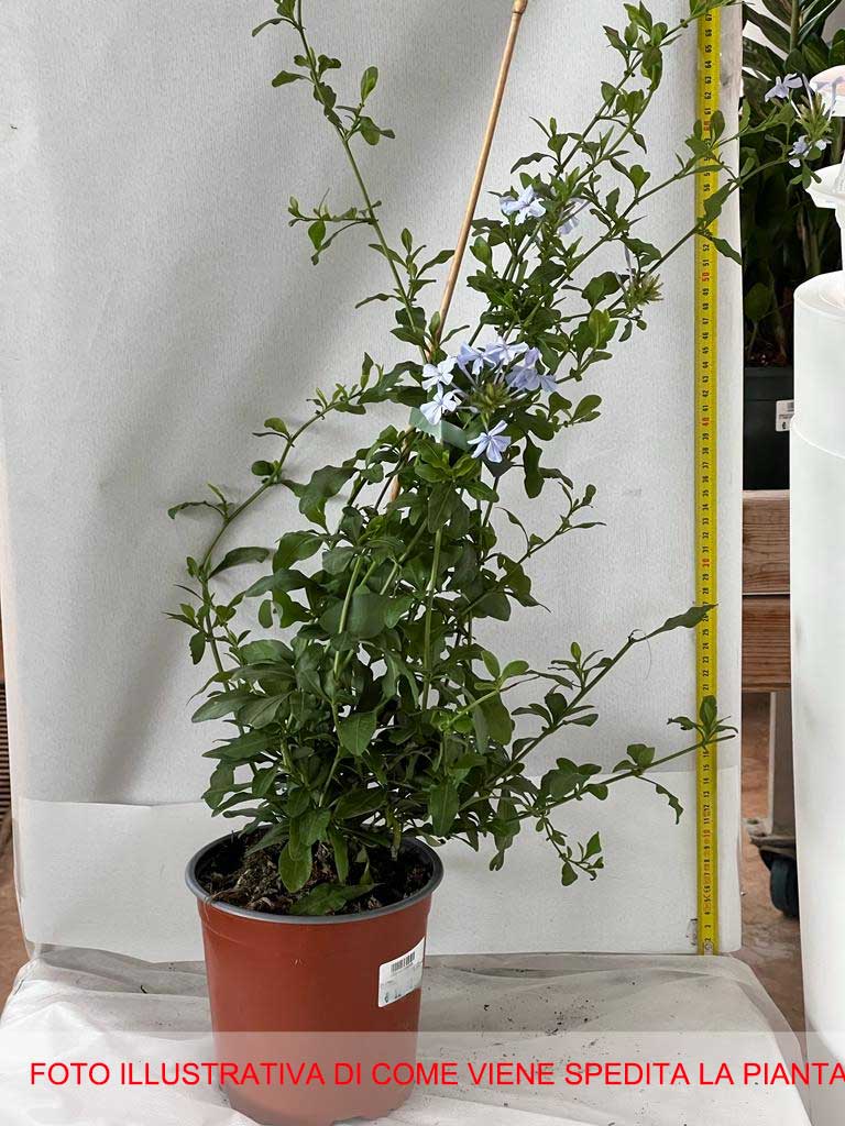 PLUMBAGO AURICOLATA VASO 16CM