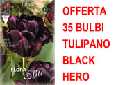 OFFERTA 35 BULBI TULIPANO A FIORE DOPPIO LATE BLACK HERO