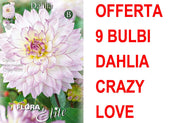 OFFERTA 9 BULBI DAHLIA DA BORDURA CRAZY LOVE