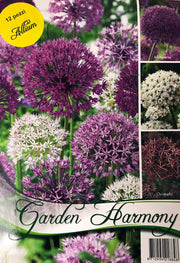 COLLEZIONE 12 BULBI DI ALLIUM CRISTOPHII IN MIX DI COLORI