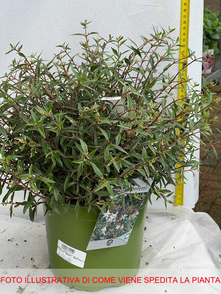 ABELIA GRANDIFLORA CONFETTI VASO 18CM