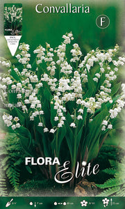 MUGHETTO BIANCO CONVALLARIA MAJALIS (CONFEZIONE DA 10 BULBI)