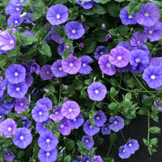 CONVOLVULUS SABATUS BLU VASO 18CM