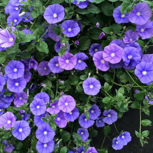 CONVOLVULUS SABATUS BLU VASO 18CM