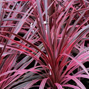CORDYLINE SALSA IN VASO 19CM