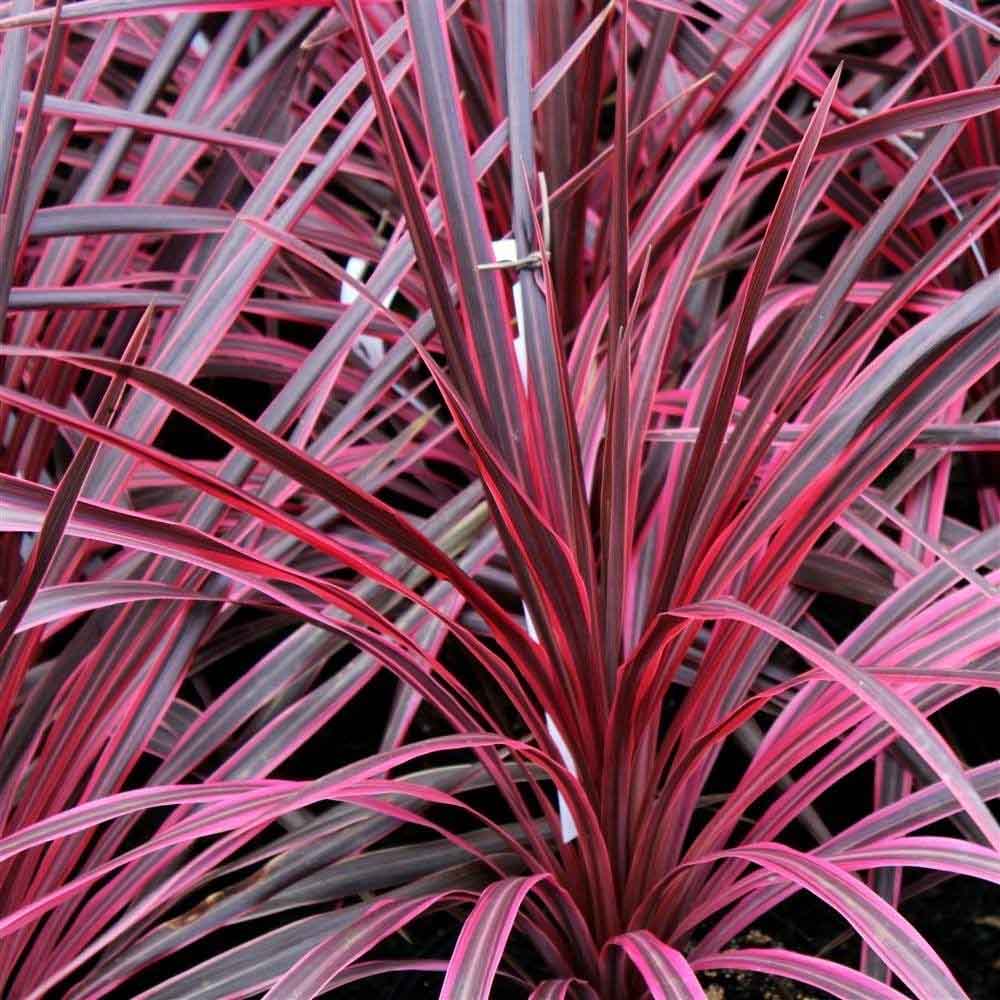 CORDYLINE SALSA IN VASO 19CM