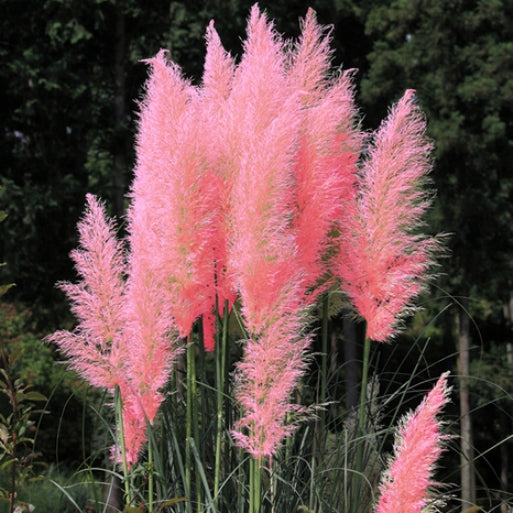 CORTADERIA SELLOANA PINK FEATHER IN VASO 17CM