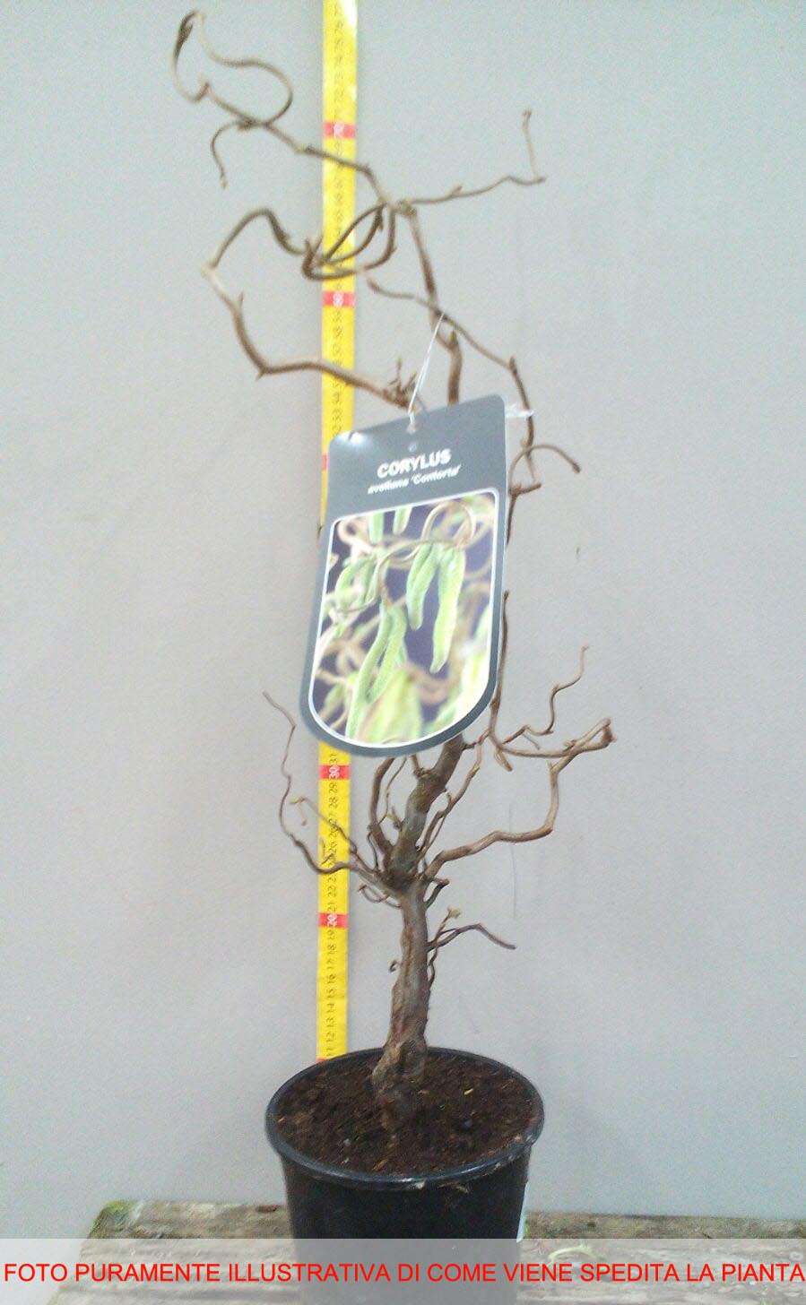 CORYLUS AVELLANA CONTORTA IN VASO 20CM