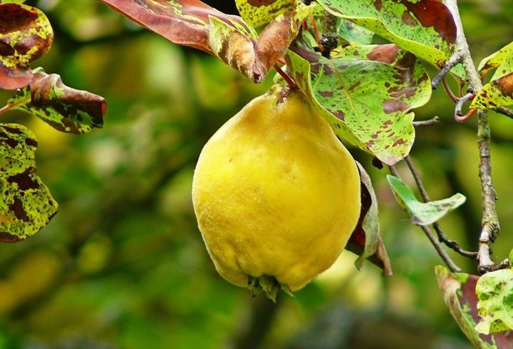 COTOGNO PORTUGALLO IN VASO 20CM