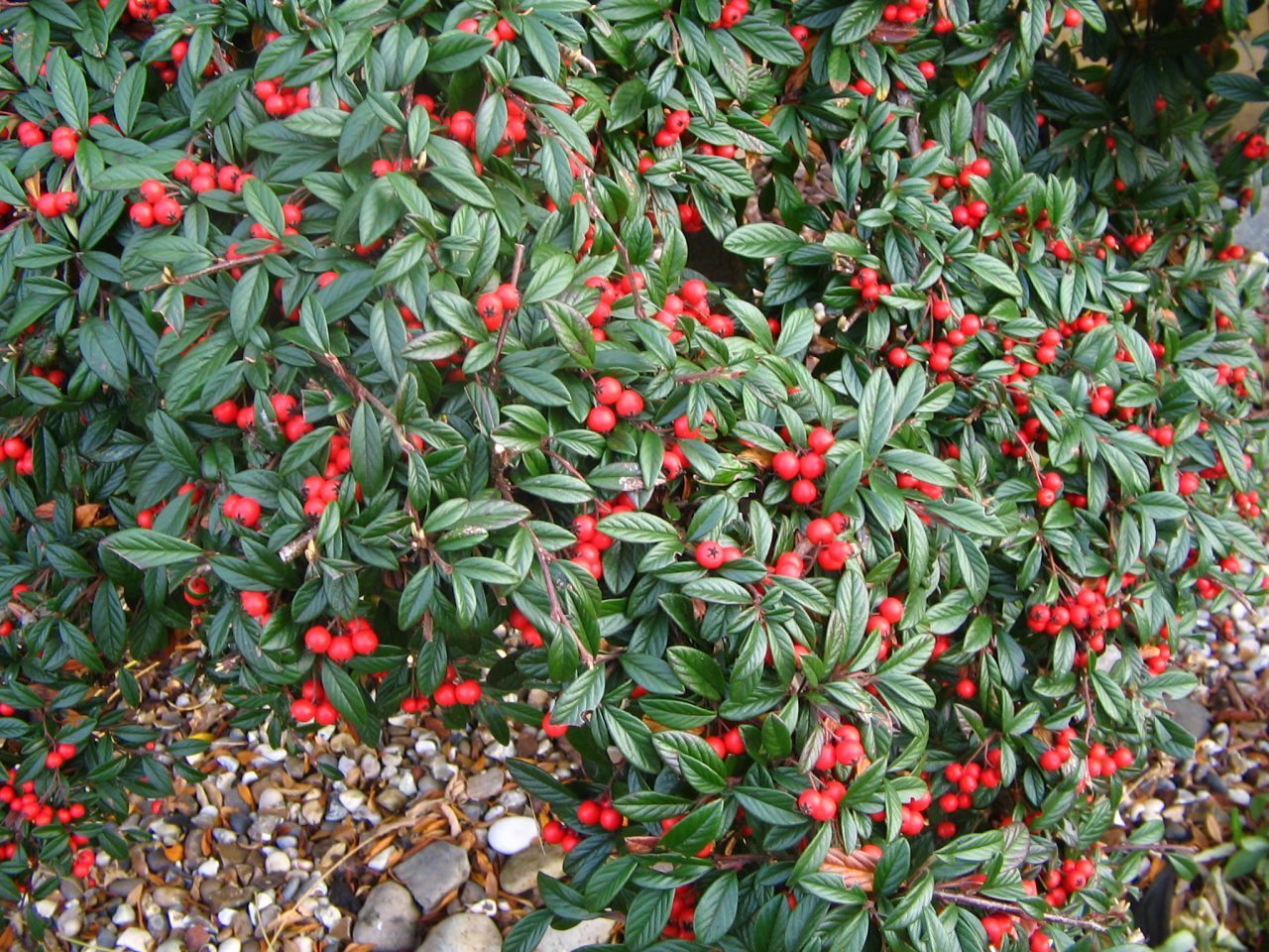 COTONEASTER COTOGNASTRO SALICIFOLIUS REPENS VASO 13CM
