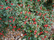 COTONEASTER COTOGNASTRO SALICIFOLIUS REPENS VASO 13CM