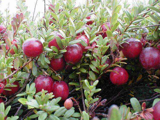MIRTILLO AMERICANO CRANBERRY VASO 2 LITRI