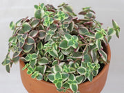 CRASSULA MARGINALIS VASO 8.5CM