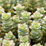 CRASSULA PERFORATA VASO 8.5CM