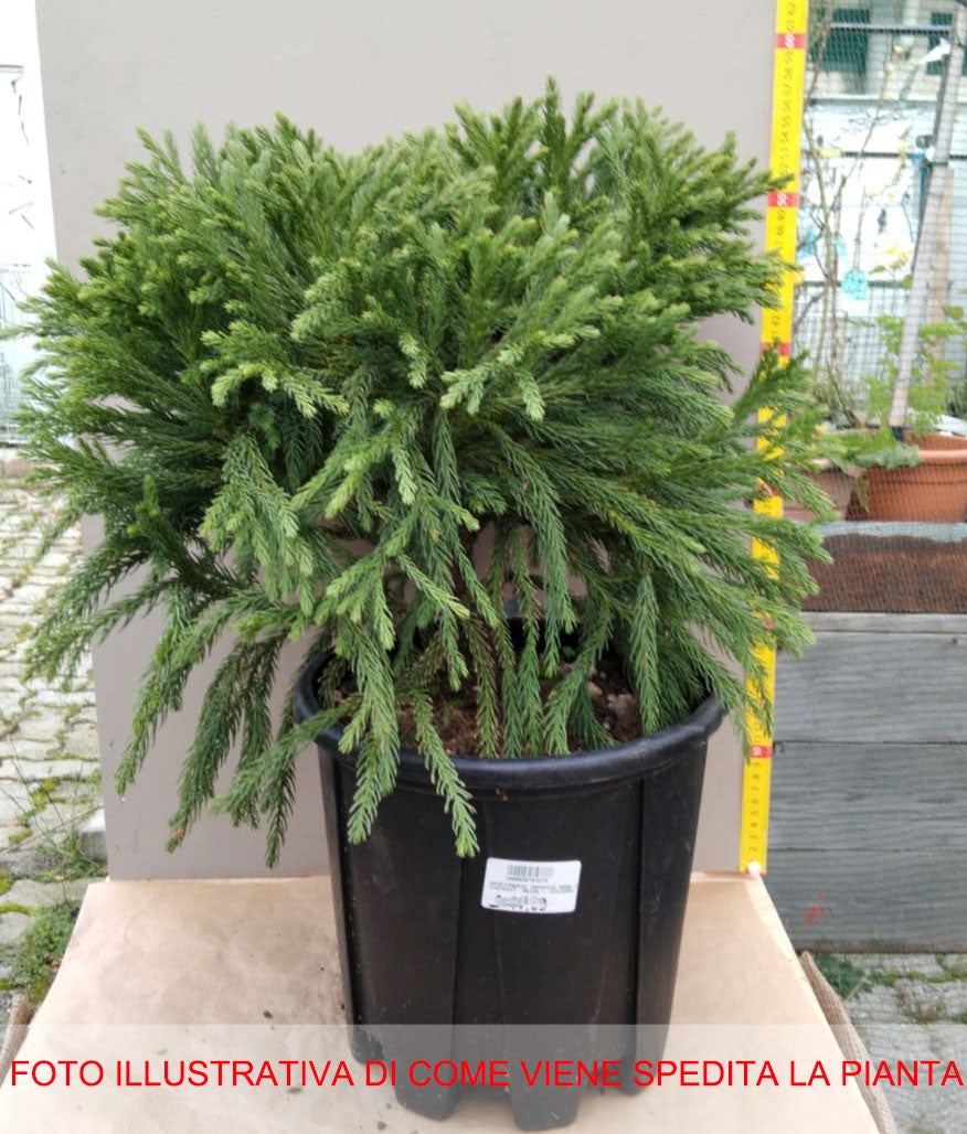 CRYPTOMERIA JAPONICA NANA VASO 26CM