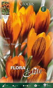 CROCUS OLIVIERI ORANGE MONARCH (CONFEZIONE DA 10 BULBI)