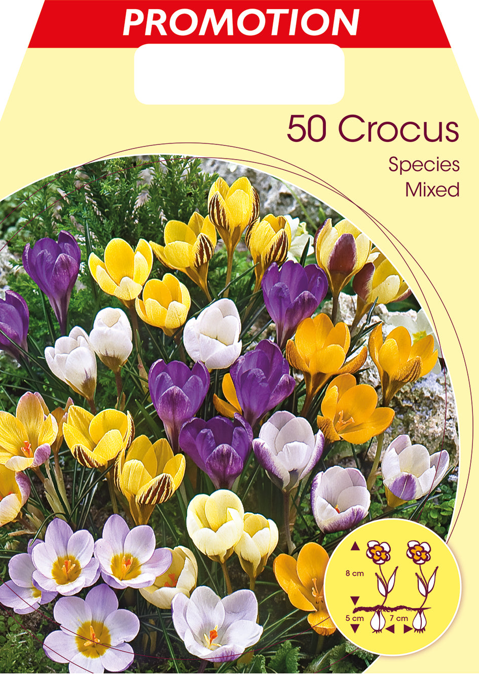 CROCUS SPECIES MIX DI COLORI (CONFEZIONE DA 50 BULBI)