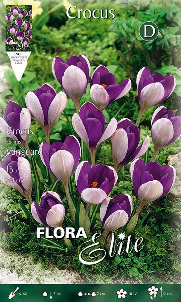 CROCUS VANGUARD (CONFEZIONE 10 BULBI)
