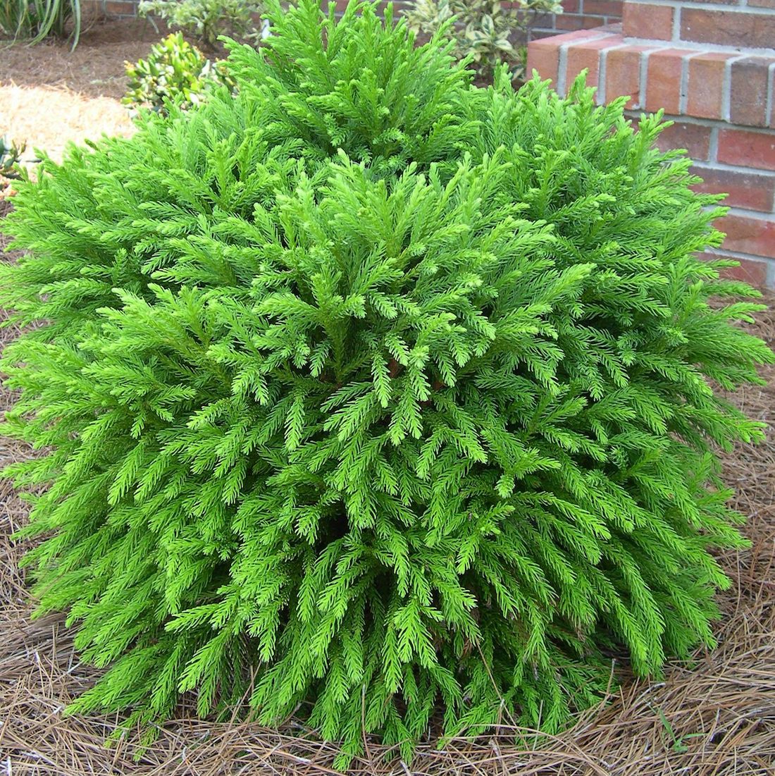 CRYPTOMERIA JAPONICA NANA VASO 26CM