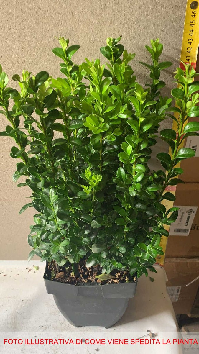 BUXUS BOSSO SEMPERVIRENS VASO 19CM