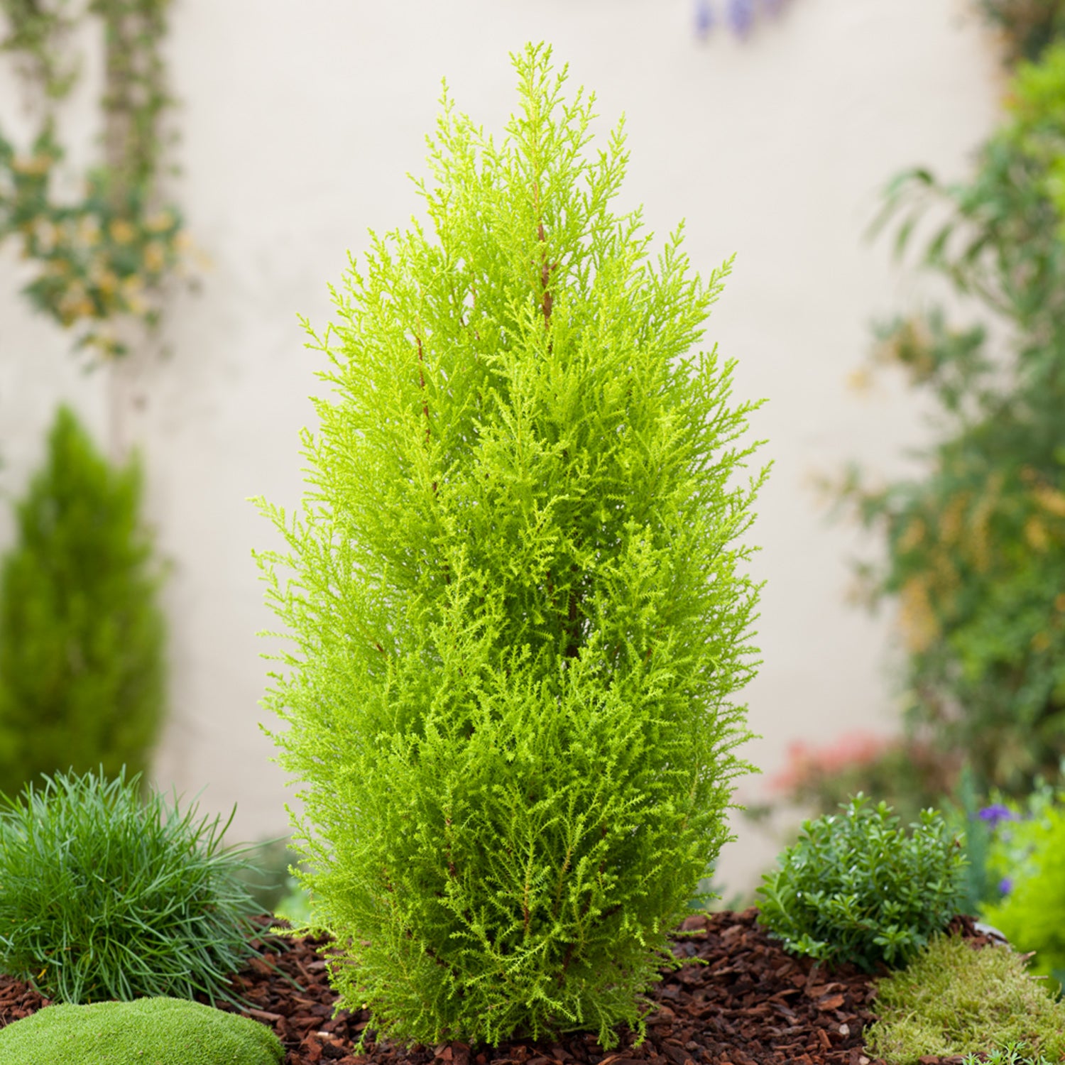 CUPRESSUS MACROCARPA GOLDEN CREST CIPRESSO GOLD CREST VASO 17CM