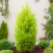 CUPRESSUS MACROCARPA GOLDEN CREST CIPRESSO GOLD CREST VASO 17CM