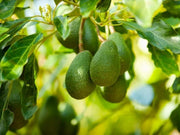 PERSEA AMERICANA AVOCADO IN VASO 17CM
