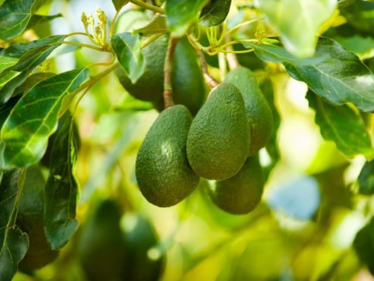 PERSEA AMERICANA AVOCADO IN VASO 17CM