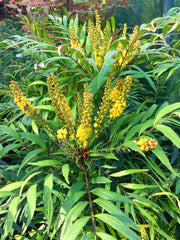 MAHONIA CONFUSA VASO 19CM