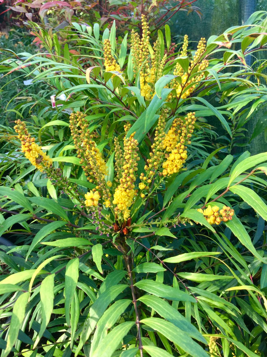 MAHONIA CONFUSA VASO 19CM