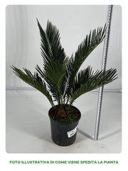 CYCAS REVOLUTA, IN VASO 15 CM