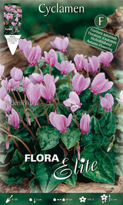 CICLAMINO CYCLAMEN HEDERIFOLIUM (CONFEZIONE DA 3 BULBI)