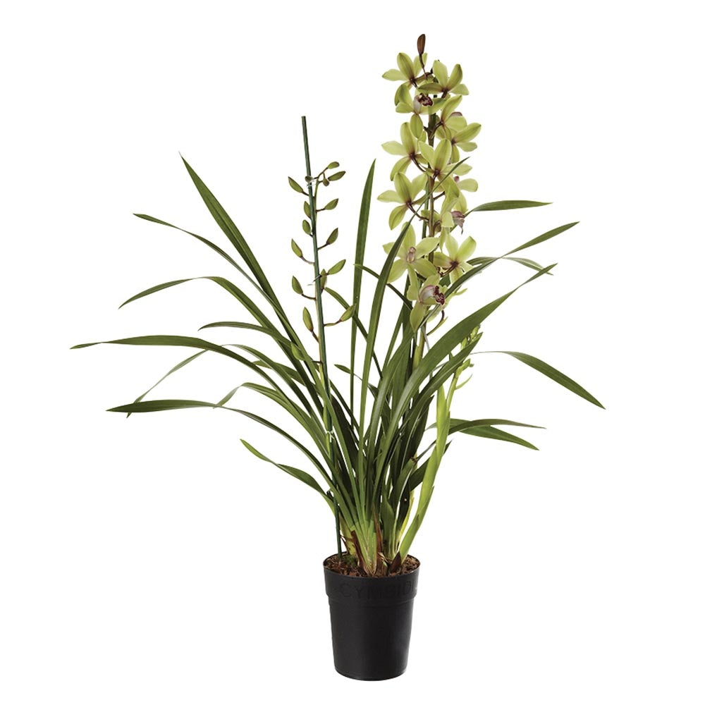 ORCHIDEA TROPICALE CYMBIDIUM, IN VASO 12 CM
