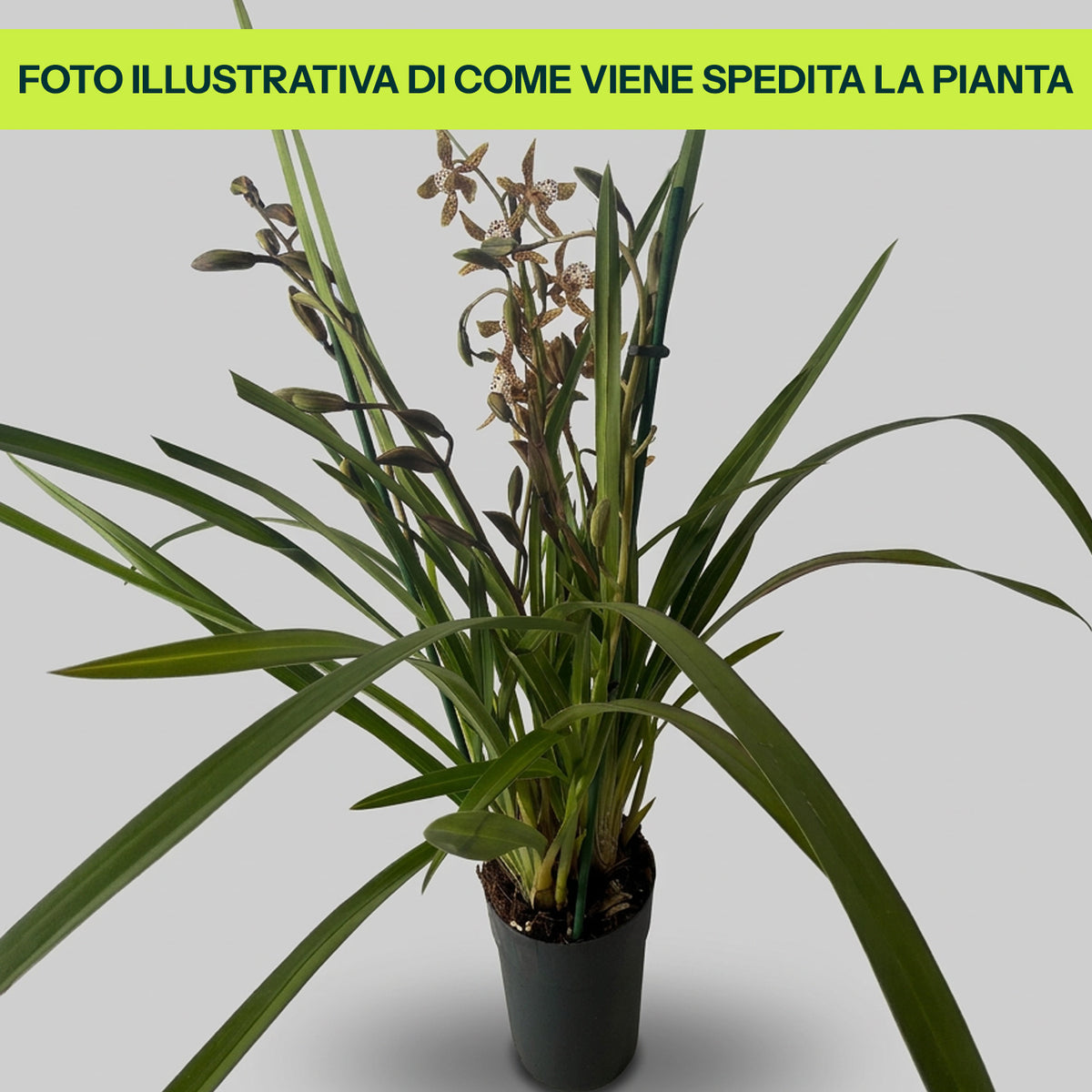 Cymbidium Magic Chocolate in Vaso da 14cm