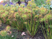 CYPERUS HASPAN PAPIRO IN VASO 12CM