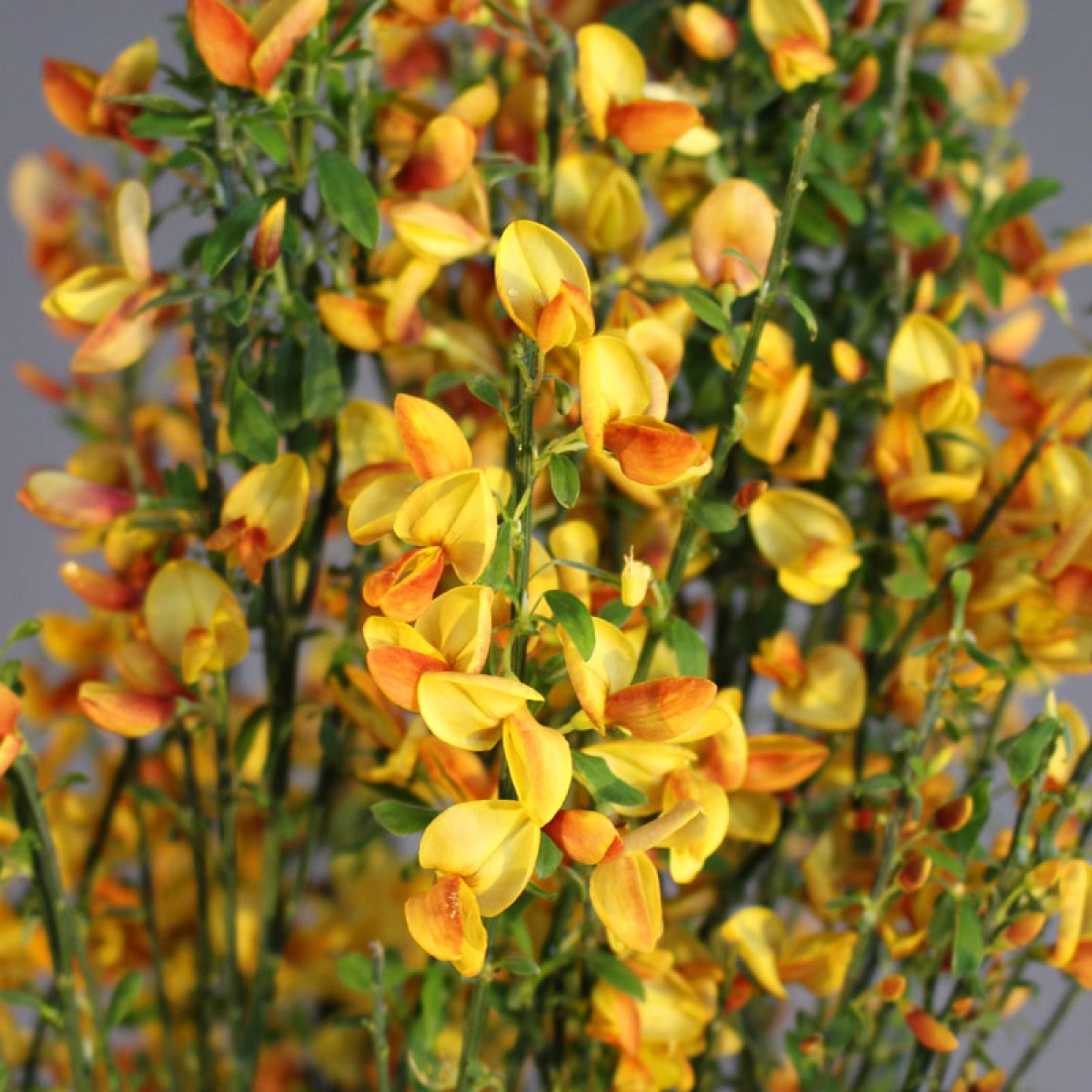 CYTISUS APRICOT GEM VASO 15CM