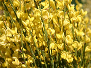 CYTISUS CYTISUS PRAECOX ALLGOLD VASO 14CM