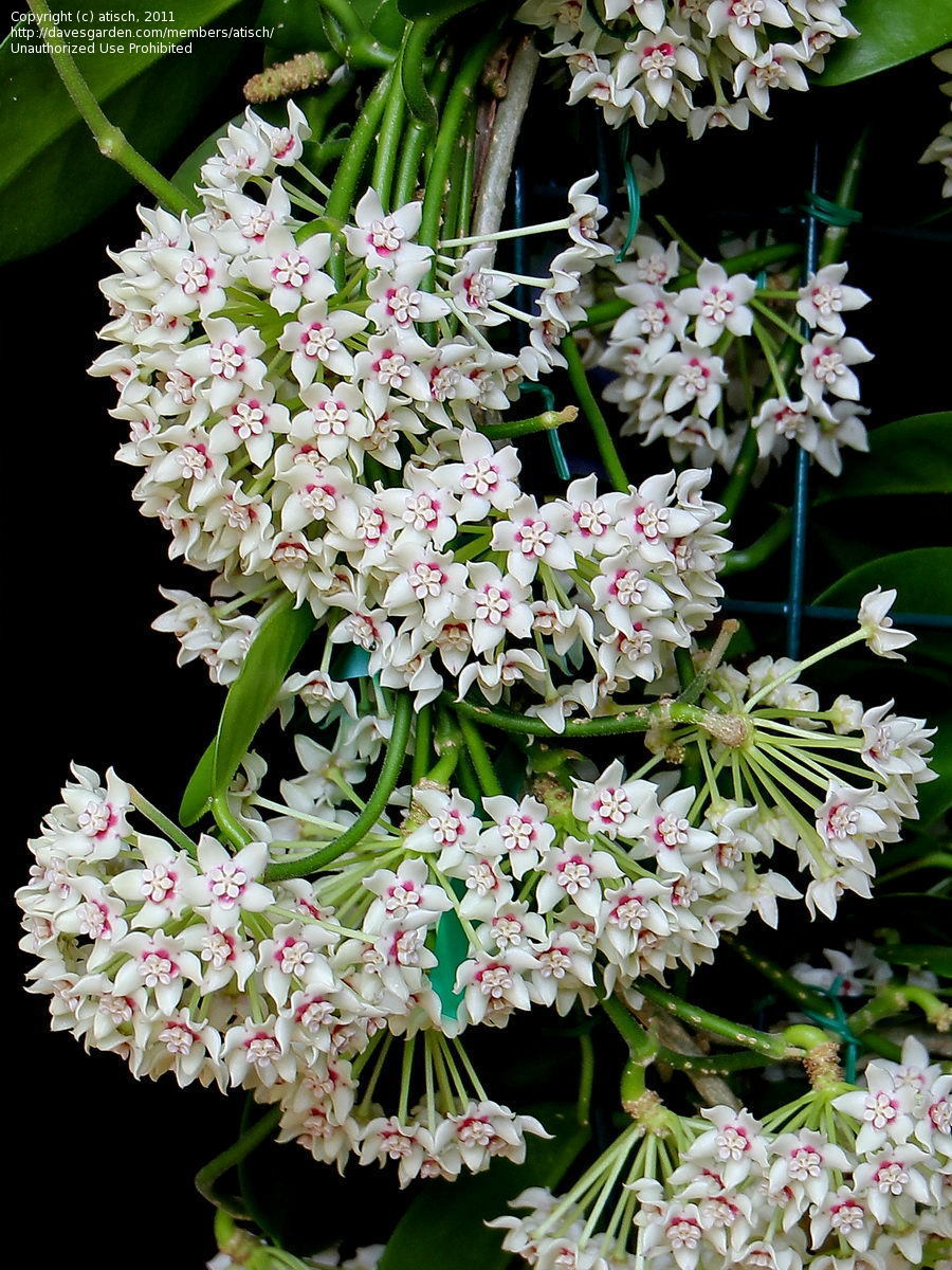 HOYA AUSTRALIS FIORE DI CERA VASO DA 10CM