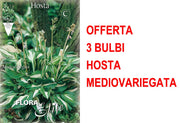 OFFERTA 3 BULBI HOSTA UNDULATA MEDIOVARIEGATA