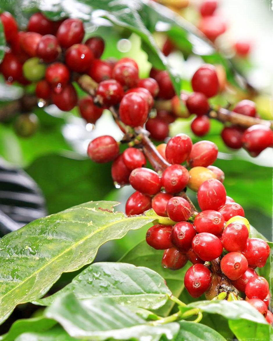 COFFEA ARABICA PIANTA DEL CAFFÈ IN VASO 12CM