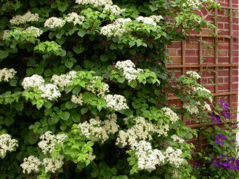 ORTENSIA HYDRANGEA ANOMALA PETIOLARIS VASO 18CM