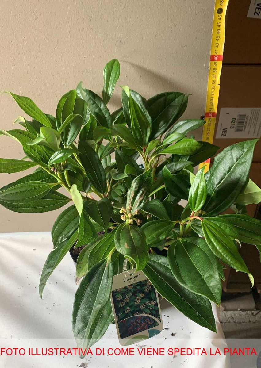 VIBURNO DAVIDII VASO 19CM
