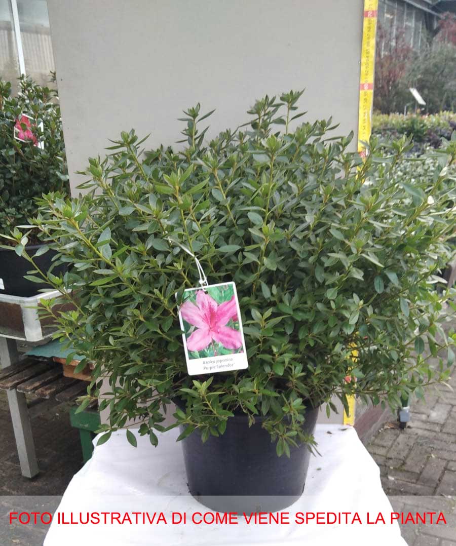 AZALEA JAPONICA PURPLE SPLENDOR VASO 24CM